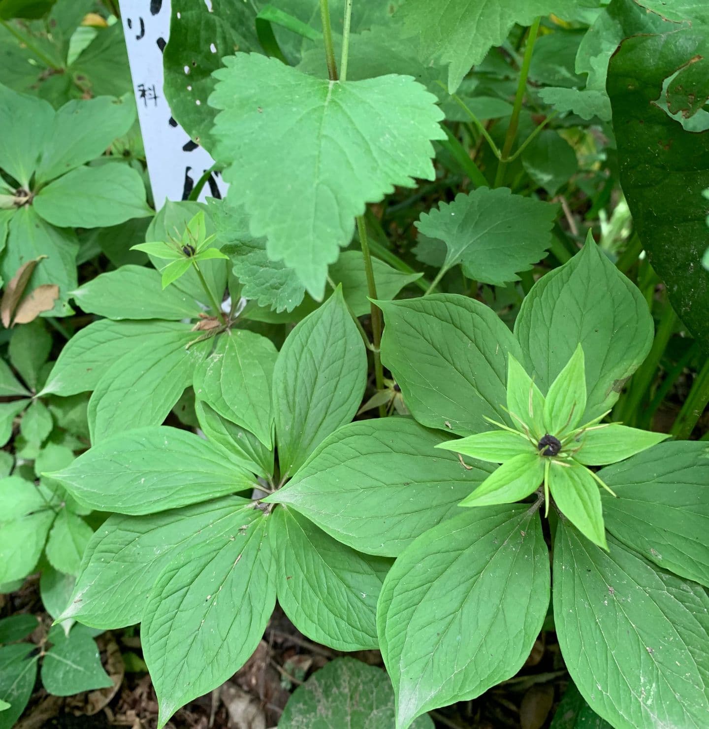 野草